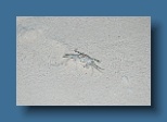 Helengeli 107